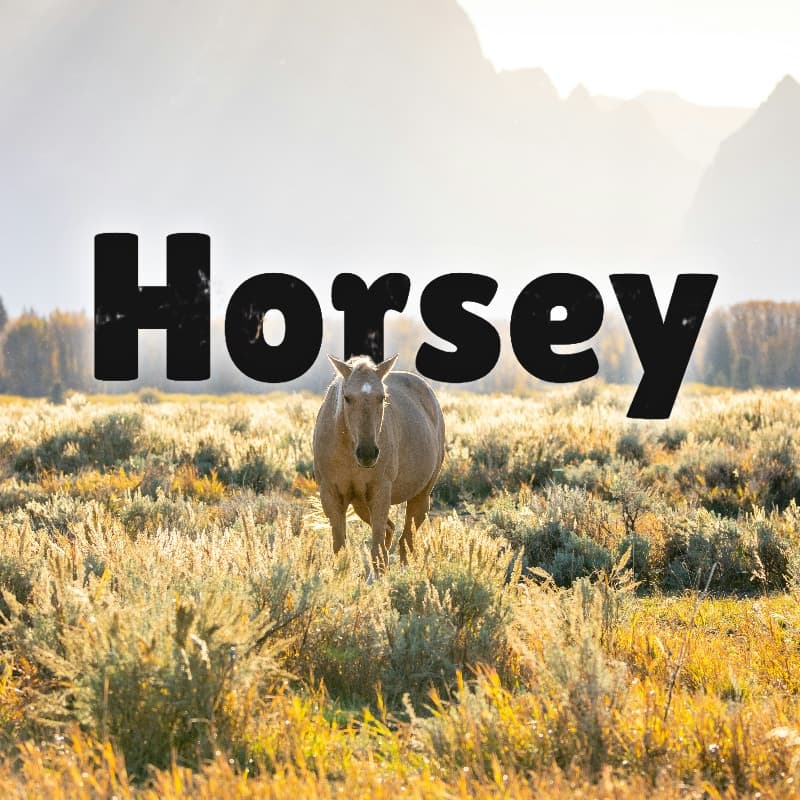 HORSEY photo mosaic with a horse in a sunny field